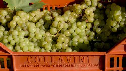 Eugenio Collavini harvest (image: Eugenio Collavini)