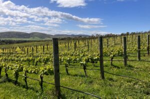 Chardonnay vines at Tolpuddle Vineyard in Tasmania