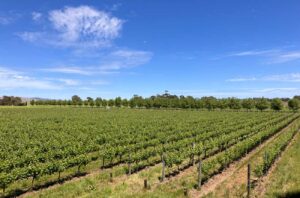 Wirra Wirra Vineyards in McLaren Vale, Australia