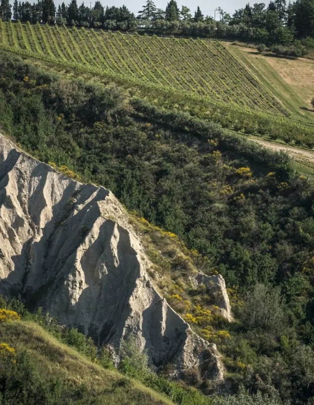 Ronchi di Castelluccio vineyards (image: Ronchi di Castelluccio)