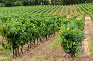 Armagnac vineyard in Gers, Gascony