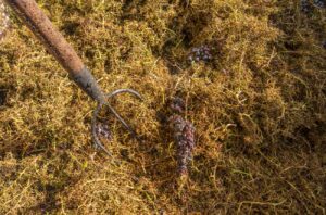 Pitchfork among stalks from pressing Brunello