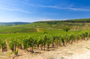 Vineyards in Aloxe-Corton