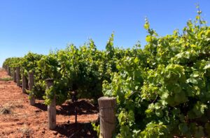 Nero d'Avola grapes at Bassham Wines, Riverland, Australia