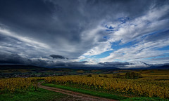 Black clouds over the vineyard