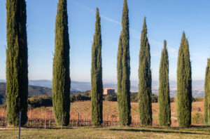 Brunello di Montalcino 2020 Looking towards Castello Romitorio_Credit: Michaela Morris