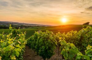 Vineyards in Champagne