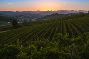 Vineyard scene in Collio DOC