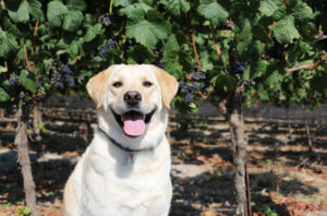 dog in a vineyard. HollyAA / iStock via Getty Images Plus