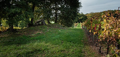 Dolmen de Curton en vue panoramique