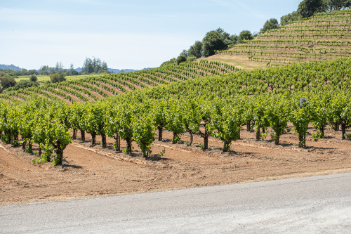 Pedroncelli vines (image: Pedroncelli)