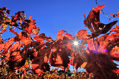 Red leaves