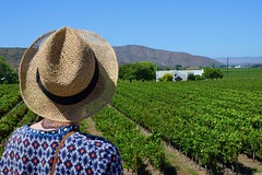 Visiting Vineyard