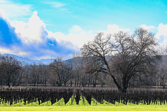 Winter Vineyard, Alexander Valley