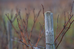 Winter in the Vineyard