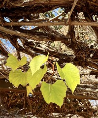 the first grape leaves of the year in Tishbi Winnery