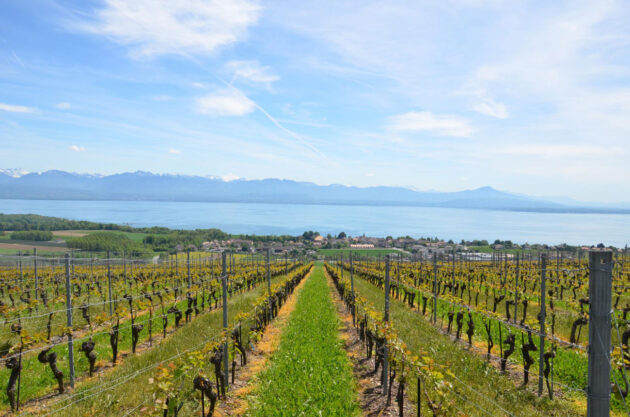 Morges vineyards in the Canton of Vaud