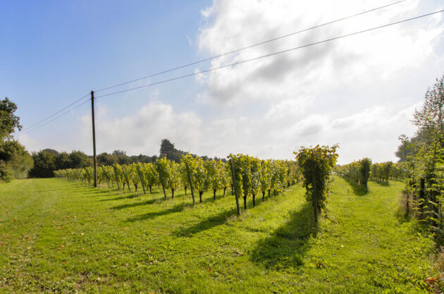 English vineyard at Chalksole manor, Kent.