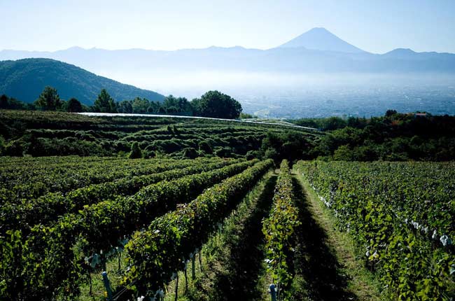 Tomi-No-Oka Koshu Vineyard