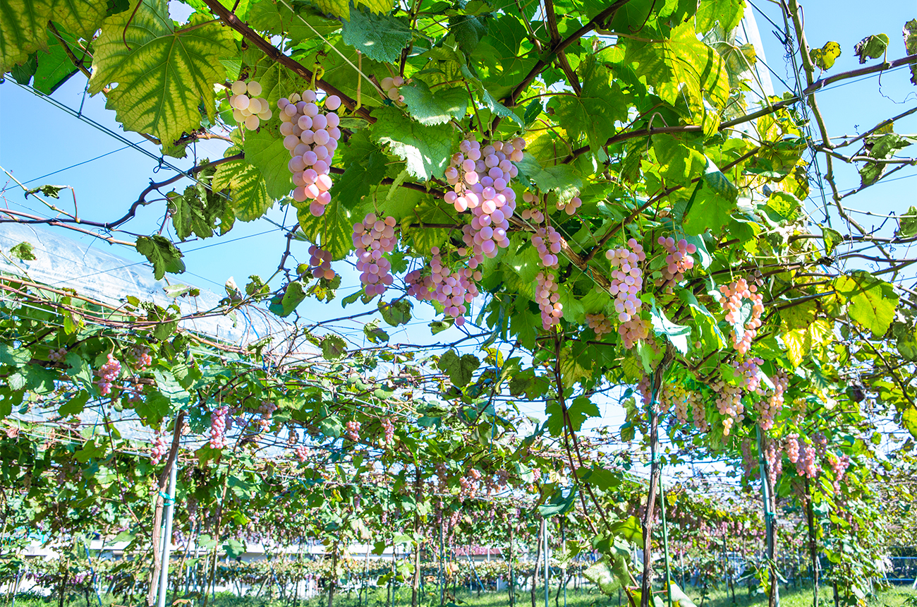 Koshu grapes trained on the traditional pergola system, sheltered under plastic rain cover. Credit: Koshu of Japan