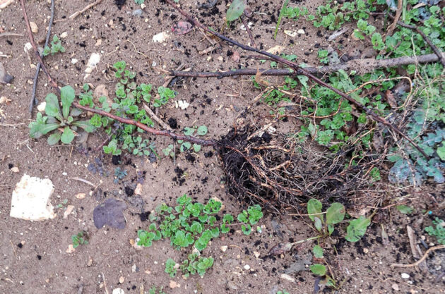 Uprooted Chardonnay AET vine, Valpolicella.