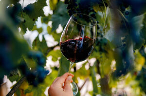 Hand holding glass of red wine with vineyard background