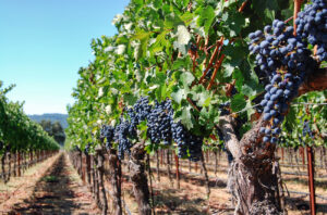 California wine grapes, 2024