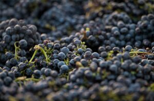 Image of Zinfandel grapes at harvest.