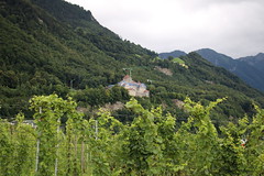 Liechtenstein: Weinberg Herawingert unterhalb von Schloss Vaduz