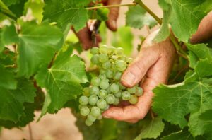 Harvesting Sauvignon Blanc grapes at Cullen Wines, Margaret River