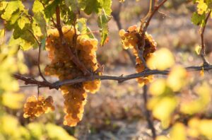 Assrtiko grapes at Jordan winery South Africa. South Africa's new varieties