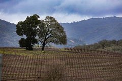 Two Trees in a Vineyard, Old River Road near Hopland