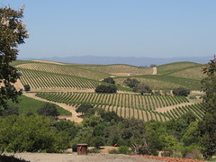 Vines in the Carneros region of Napa Valley