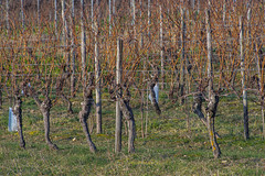 Winter Vineyard