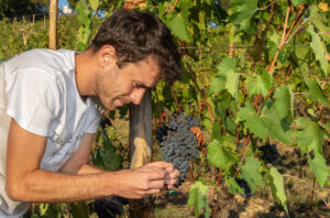 Emanuele Graetz in the vineyards at his winery, Isola delle Falcole