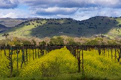 Napa Valley Mustard