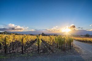 Vineyard scene in Livermore Valley, California.