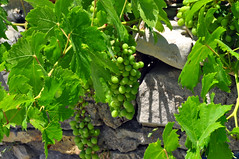 Ripening Grapes