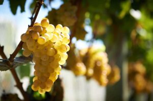 Chardonnay grapes Elephant Hill, Hawke's Bay, New Zealand