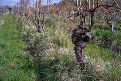 Row of Vines