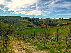Springtime in Monferrato