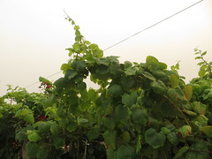 Vine  reaching  for  the  sky,   the  road  to   Villalonga, Sanxenxo,  Pontevedra, Galicia,  Spain