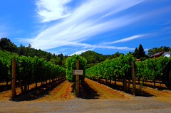 Dry Creek August Merlot vines