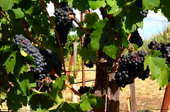 Dry Creek Mouvedre grapes August