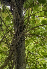 Hardy Kiwi Vine