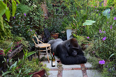 I Hate it when Gorillas drink Wine in my Garden