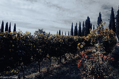 In Chianti