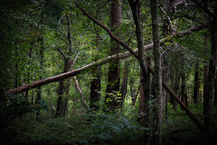 Light in the Forest