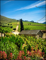 Port Wine Tasting at Croft Vineyards