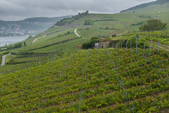Rieslingsheim